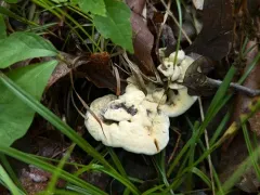 Hydnellum earlianum thumbnail 1