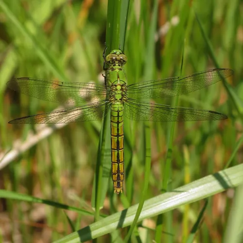 Western Pondhawk