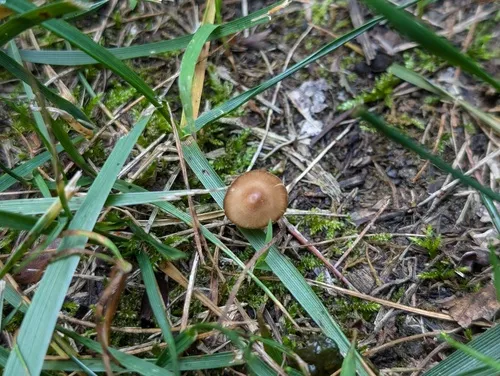 Inocybe margaritispora