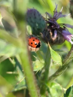 Eleven-spotted Ladybird Beetle thumbnail 3
