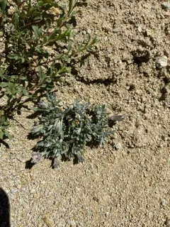 Evermann's Pincushion thumbnail 2