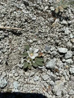 Sacajawea's Bitterroot thumbnail 2