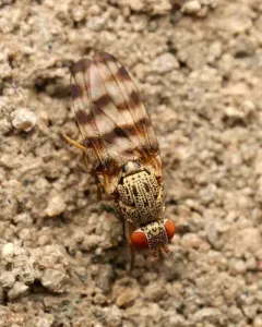 Pseudotephritina cribellum thumbnail 2