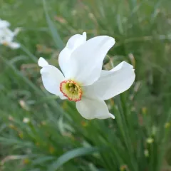 Poet's Narcissus thumbnail 1