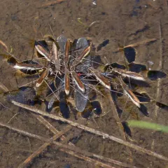 Limnoporus notabilis thumbnail 4