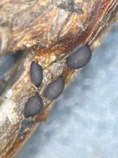 Trichia alpina thumbnail 2