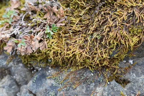 Lescuraea incurvata