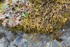 Lescuraea incurvata thumbnail 1