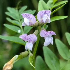 Bush Vetch thumbnail 2