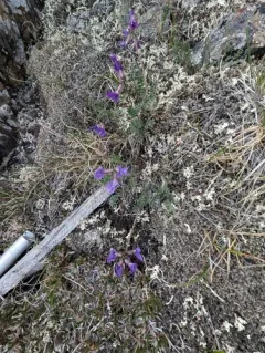 Arctic Locoweed thumbnail 2