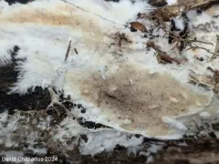 Porotheleum fimbriatum thumbnail 4