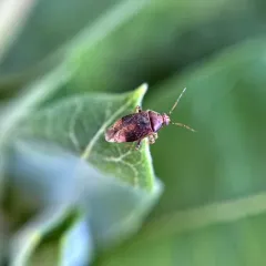 Agnocoris pulverulentus thumbnail 2
