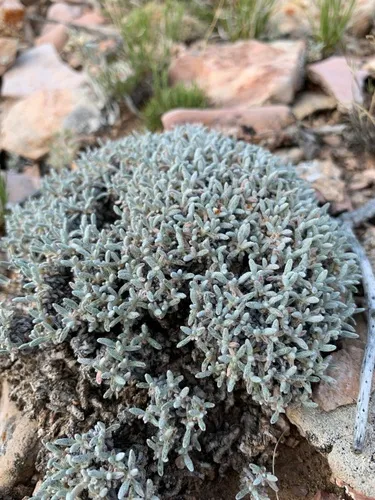 Singlestem Buckwheat