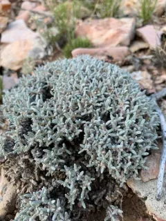 Singlestem Buckwheat thumbnail 1