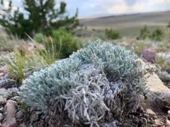 Tufted Cryptantha thumbnail 3
