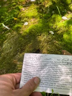 Hygrohypnum bestii thumbnail 3