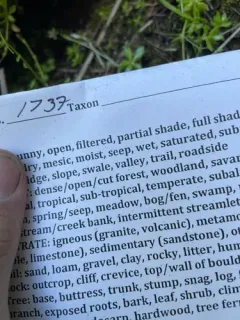 Herzog's Pocket-moss thumbnail 4