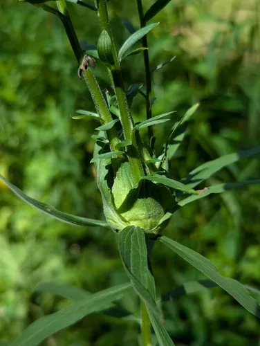 Asphondylia pseudorosa
