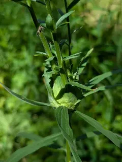 Asphondylia pseudorosa thumbnail 1