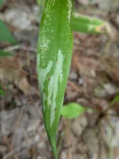 Cerodontha angulata thumbnail 4