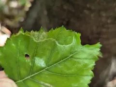 Agromyza alnibetulae thumbnail 3