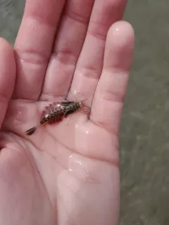Ametropus ammophilus thumbnail 1