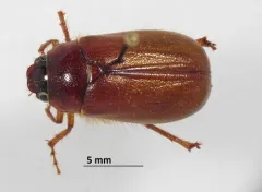 Phyllophaga futilis thumbnail 4