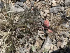 broad-keeled milkvetch thumbnail 3