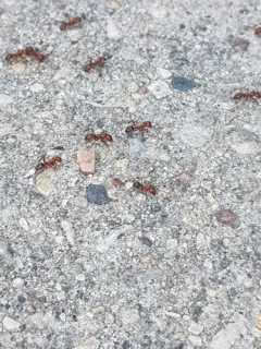 Bicolored Amazon Ant thumbnail 2