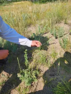 Annual Skeleton-weed thumbnail 1