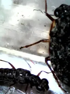Ochterus banksi thumbnail 3