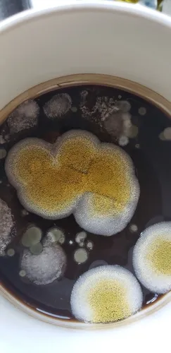 Aspergillus nomiae