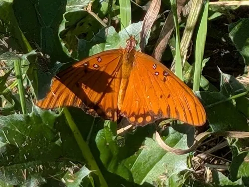 Gulf Fritillary