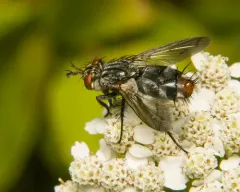 Copecrypta ruficauda thumbnail 4