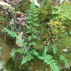 brittle bladderfern thumbnail 1