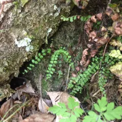 maidenhair spleenwort thumbnail 2