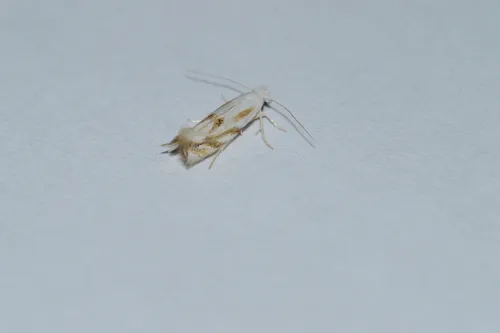 Goldenrod Bucculatrix