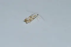 Goldenrod Bucculatrix thumbnail 1