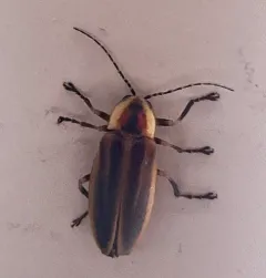 Cape Breton Firefly thumbnail 2
