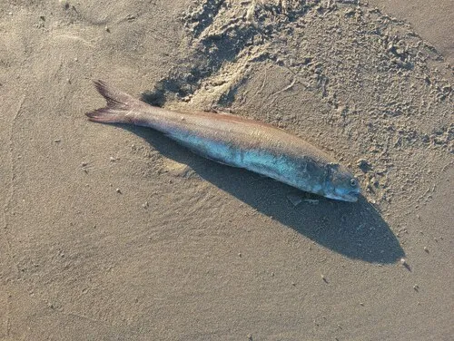 Medusafish
