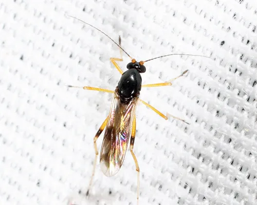 Clinohelea bimaculata
