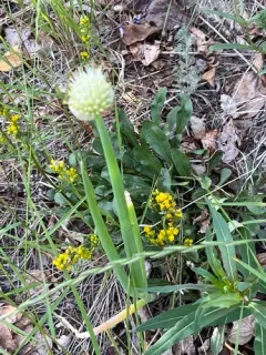 Welsh Onion thumbnail 3