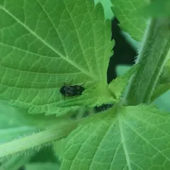 Eye-spotted Tumbling Flower Beetle thumbnail 3