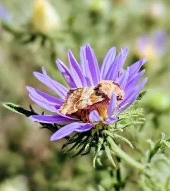 Schinia errans thumbnail 2
