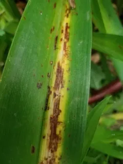 Aureobasidium microstictum thumbnail 3