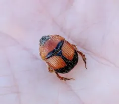 Bruner's Earth-boring Scarab Beetle thumbnail 2