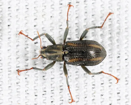 Stenelmis bicarinata