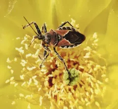 Plains Bee Assassin thumbnail 4