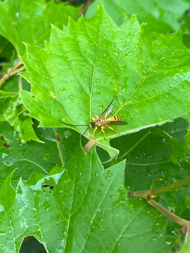 Colpotrochia fultoni