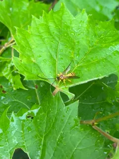 Colpotrochia fultoni thumbnail 1